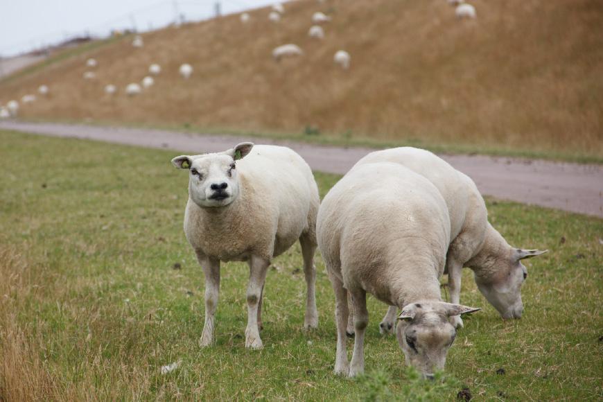 Van Lelystad tot Keulen in lentekleuren03.jpg