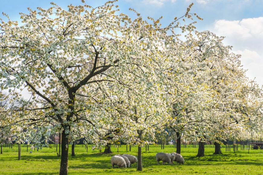 Betuwe bloesem