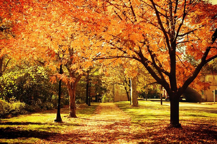 Herfst bomen